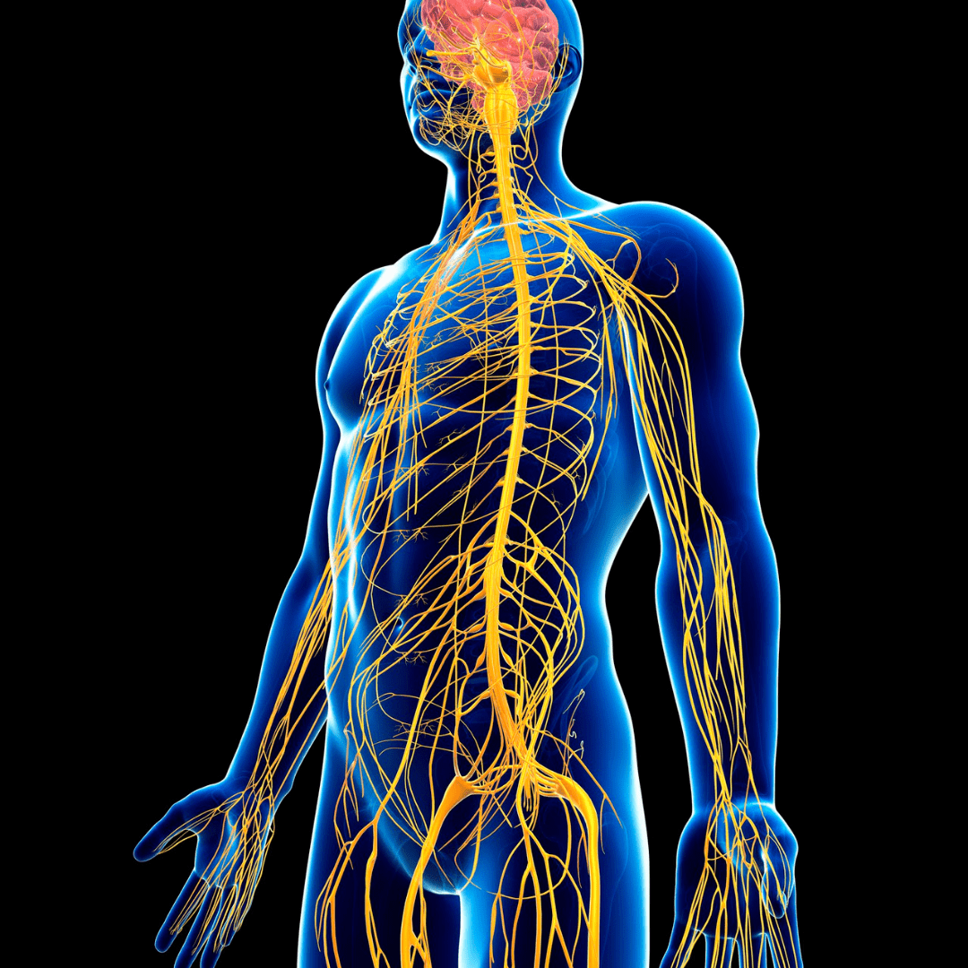 SISTEMA ENDOCANNABINOIDE